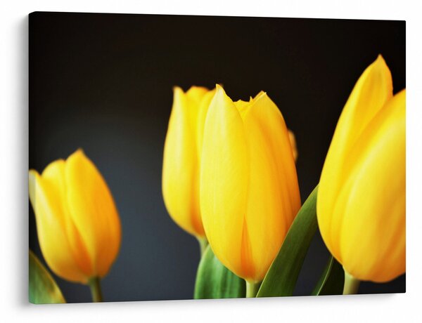 Slika tulipana (70x50 cm)
