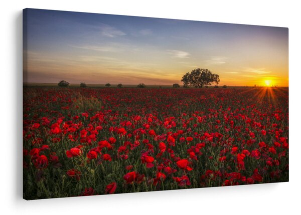 Slika livade s makovima (90x60 cm)