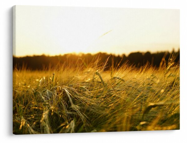 Slika rosne trave (70x50 cm)