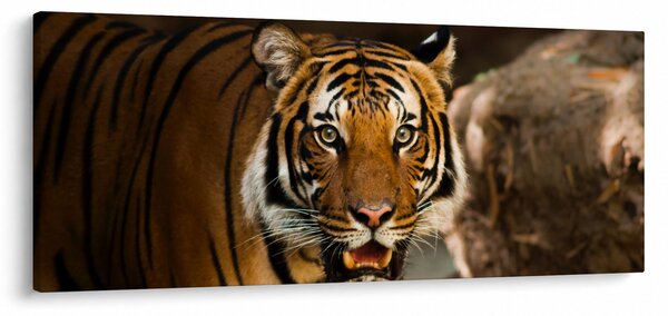 Slika tigra (120x50 cm)