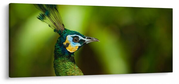 Slika pauna (120x50 cm)