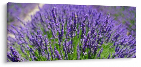 Slika - lavanda (120x50 cm)