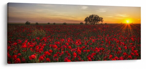 Slika livade s makovima (120x50 cm)