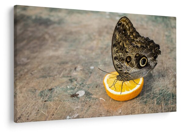 Slika leptira (90x60 cm)