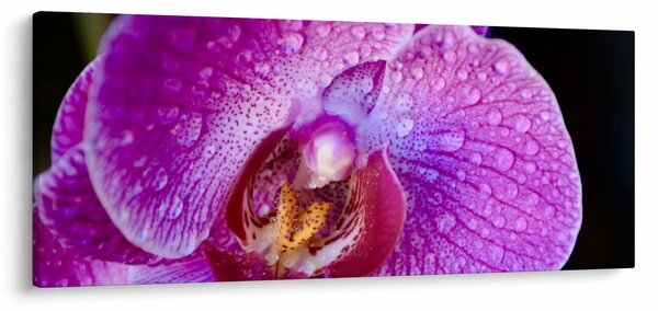 Detajlna slika cvijeta orhideje (120x50 cm)