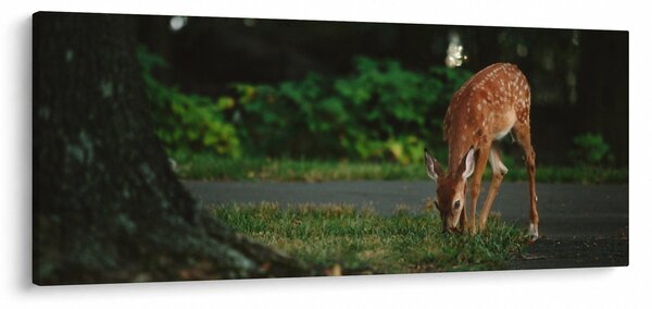 Slika malog laneta (120x50 cm)