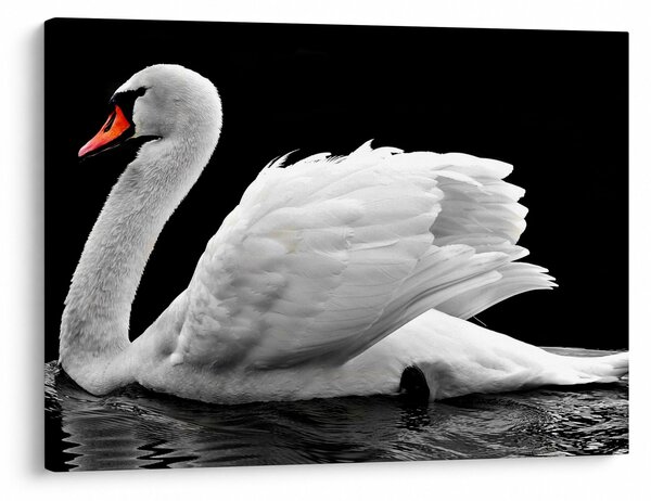 Slika crno-bijelog labuda (70x50 cm)