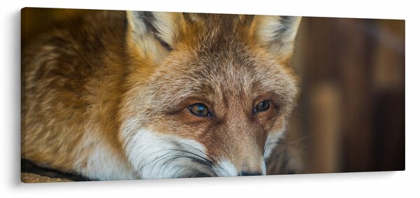 Slika lisice (120x50 cm)