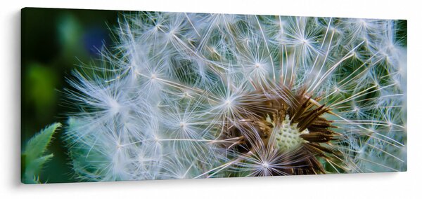 Slika ocvalog maslačka (120x50 cm)