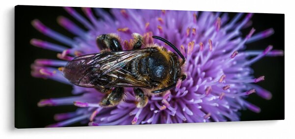 Slika pčele na cvijetu (120x50 cm)