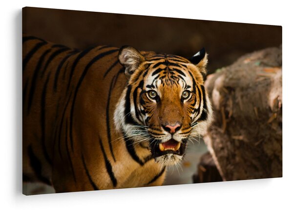 Slika tigra (90x60 cm)