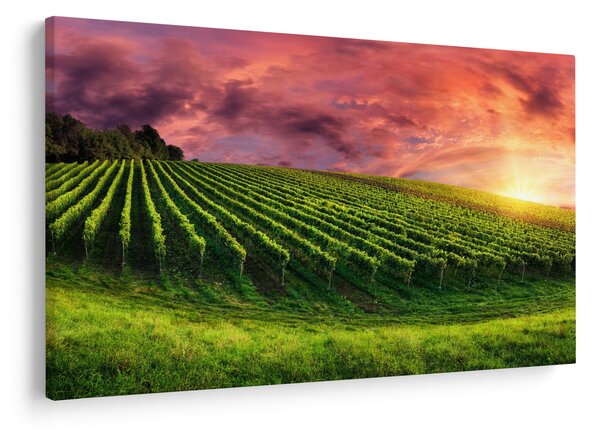 Slika vinograda s obojenim nebom (90x60 cm)