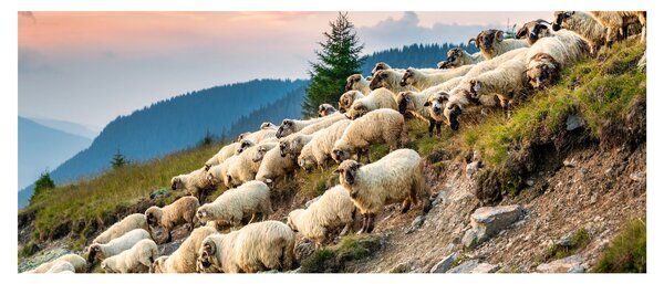 Slika - Stado ovaca (120x50 cm)