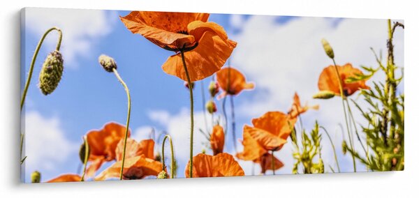Slika maka (120x50 cm)