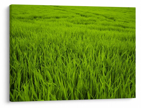 Slika trave (70x50 cm)