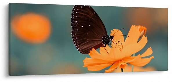 Slika - leptir na narančastom cvijetu (120x50 cm)