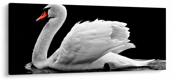 Slika crno-bijelog labuda (120x50 cm)