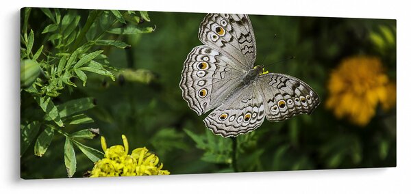 Slika - bijeli leptir (120x50 cm)