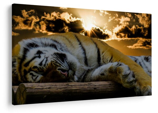 Slika usnulog tigra (90x60 cm)