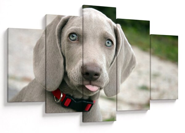 Slika - štene Weimaranera (150x105 cm)
