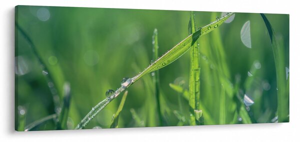 Slika kapi rose (120x50 cm)