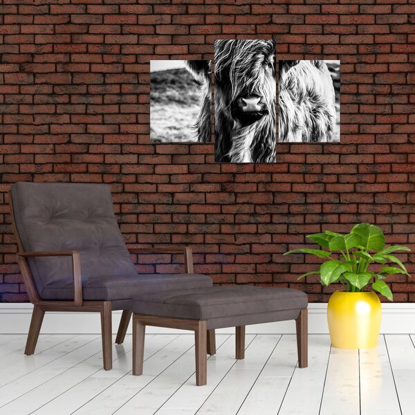 Slika - Highland - Škotska krava (90x60 cm)