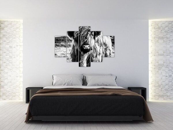 Slika - Highland - Škotska krava (150x105 cm)