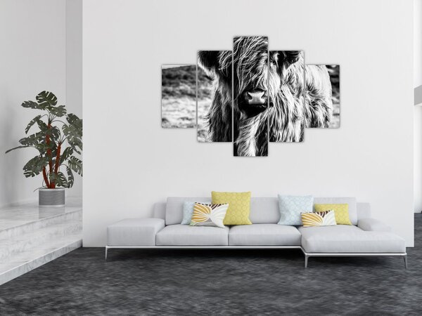 Slika - Highland - Škotska krava (150x105 cm)