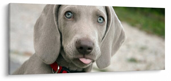 Slika - štene Weimaranera (120x50 cm)