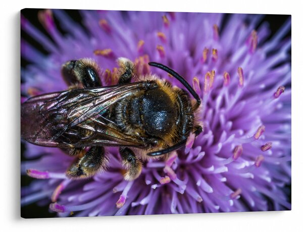 Slika pčele na cvijetu (70x50 cm)