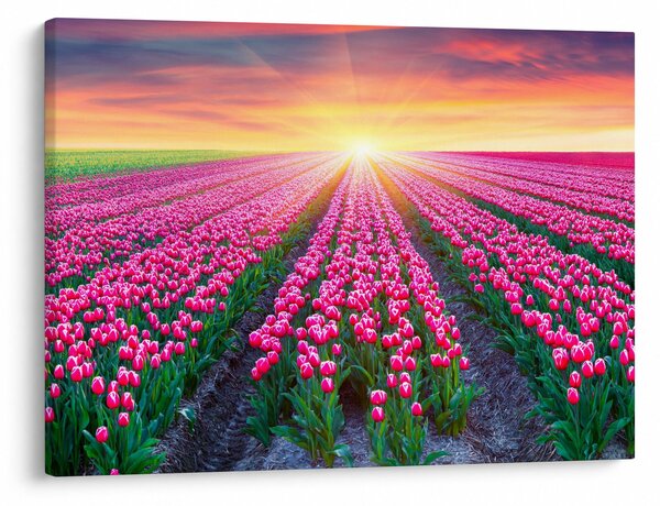 Slika polja tulipana sa suncem (70x50 cm)