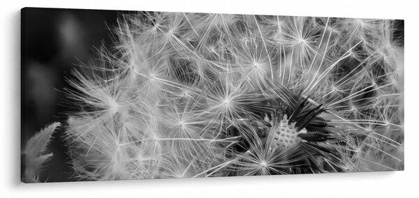 Slika - paperje maslačaka (120x50 cm)