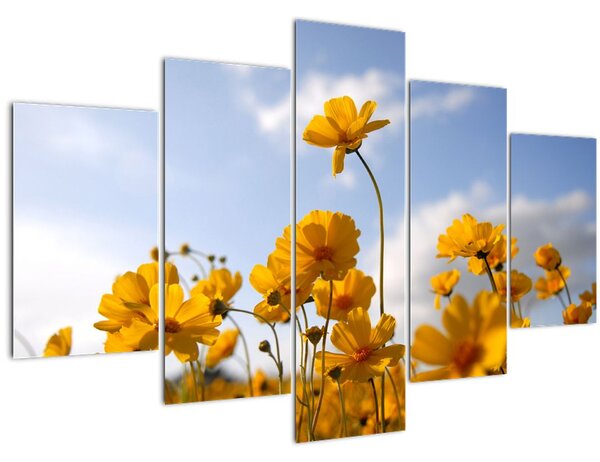 Slika polja s svetlo rumenimi cvetovi (150x105 cm)