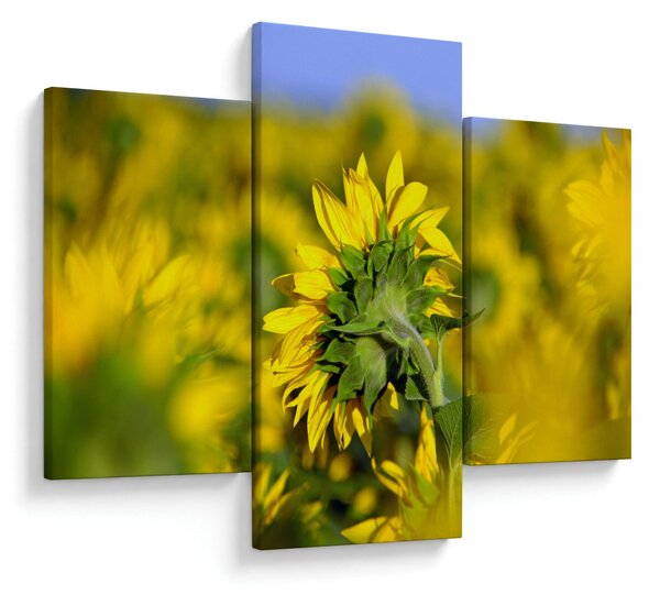 Slika suncokreta (90x60 cm)