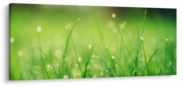 Slika - rosa na travi (120x50 cm)