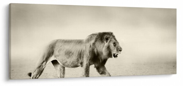 Slika - Gladni lav (120x50 cm)