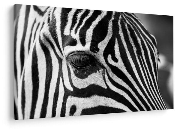Slika zebre (90x60 cm)