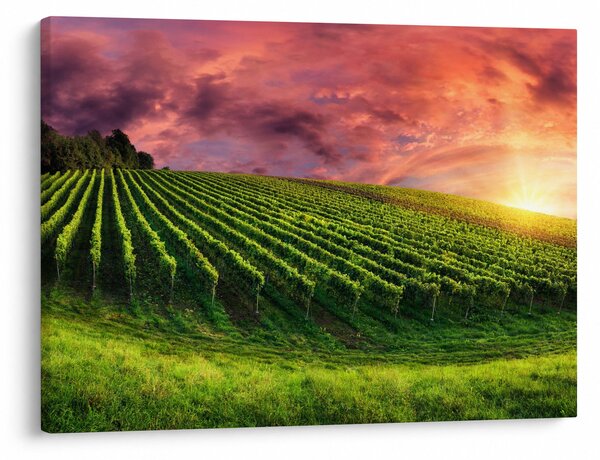 Slika vinograda s obojenim nebom (70x50 cm)