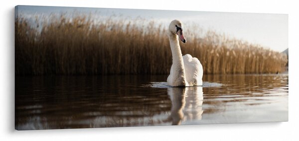 Slika labuda (120x50 cm)