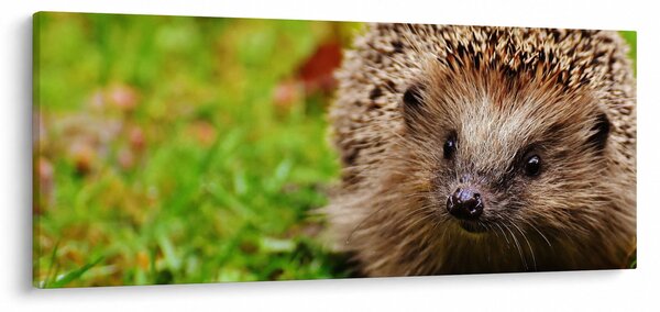 Slika ježa (120x50 cm)