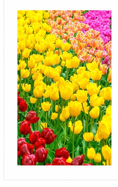 Plakat s paspartuom vrt pun tulipana