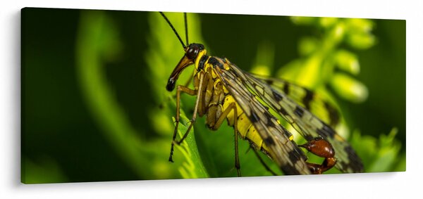 Slika kukca (120x50 cm)