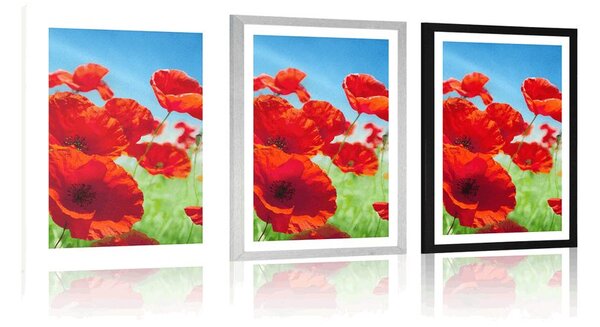 Plakat s paspartuom cvjetovi maka na livadi