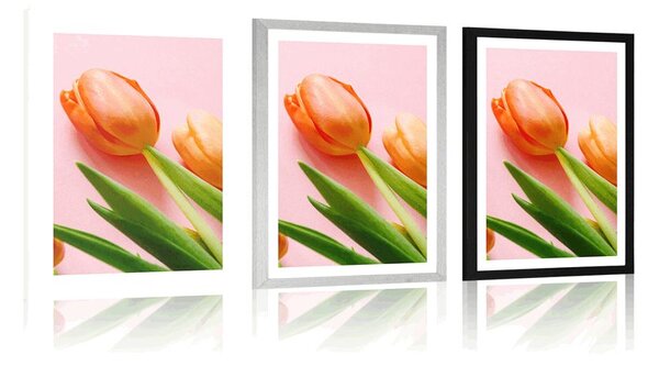 Plakat s paspartuom elegantni tulipan