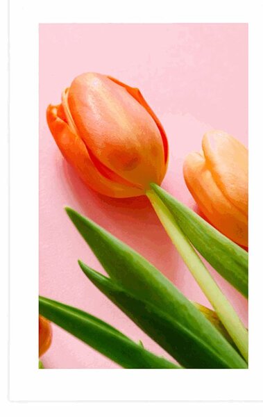 Plakat s paspartuom elegantni tulipan