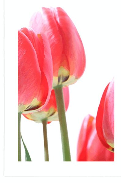 Plakat s paspartuom crveni poljski tulipani