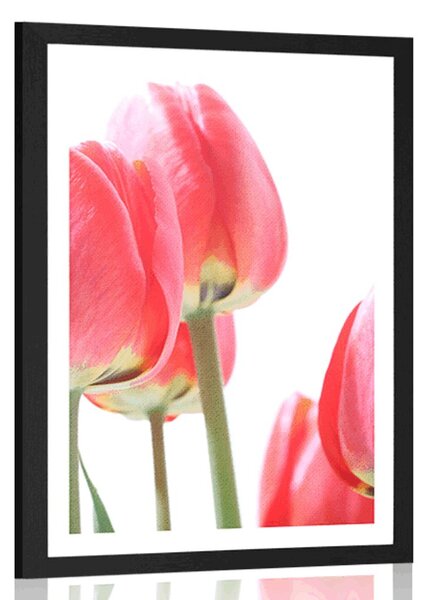 Plakat s paspartuom crveni poljski tulipani