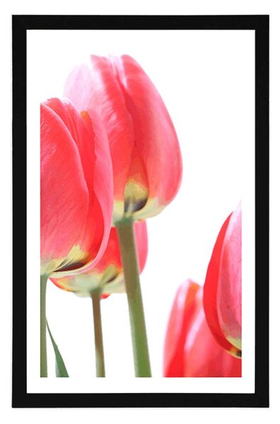 Plakat s paspartuom crveni poljski tulipani