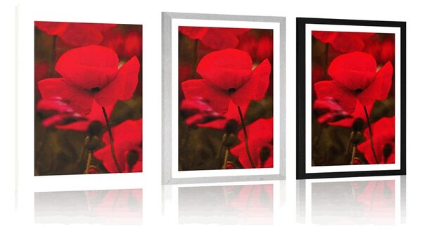 Plakat s paspartuom polje makova turčinjaka