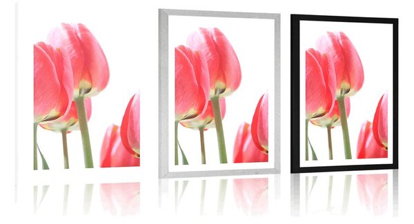 Plakat s paspartuom crveni poljski tulipani